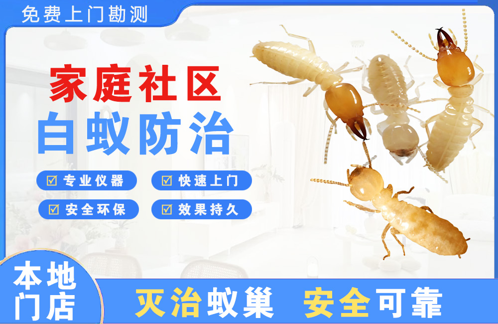 福安家庭社区白蚁防治