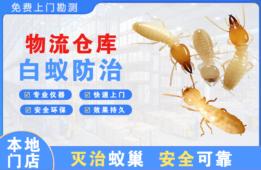 福安物流仓库白蚁防治